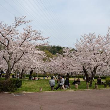 Parc Settsukyo (Osaka), espace Sakura Square avec les cerisiers en fleurs au printemps