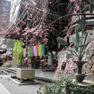 Rokkaku-do (Kyoto), enceinte du temple au printemps avec cerisier en fleurs 2