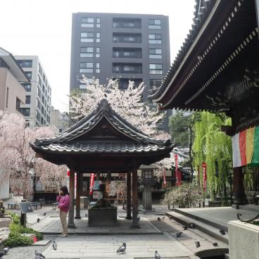 Rokkaku-do (Kyoto), enceinte du temple au printemps avec cerisier en fleurs 3
