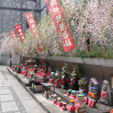 Rokkaku-do (Kyoto), statuettes jizo sous des branches fleuries de cerisier