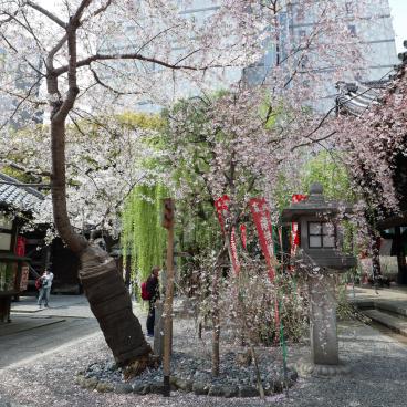Rokkaku-do (Kyoto), enceinte du temple au printemps avec cerisier en fleurs