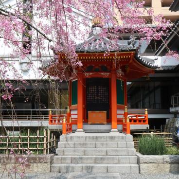 Rokkaku-do (Kyoto), petit pavillon vermillon et floraison des sakura au printemps