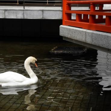 Rokkaku-do (Kyoto), cygne dans le bassin aquatique du temple
