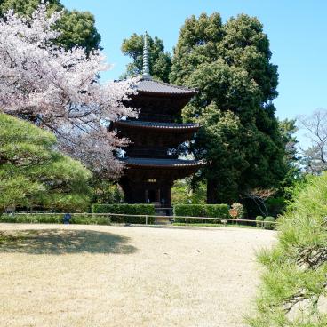 Chinzan-so Teien (Tokyo), pagode à 3 étages et cerisier en fleurs