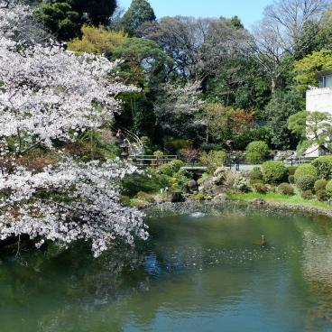 Chinzan-so Teien (Tokyo), étang Yusuichi et cerisier en fleurs