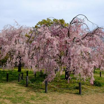 Parc Daisen (Sakai, Osaka), cerisier en fleurs au printemps 3