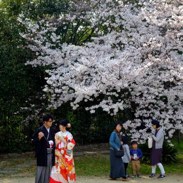 Parc Daisen (Sakai, Osaka), cerisier en fleurs au printemps