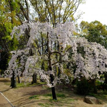Parc Daisen (Sakai, Osaka), cerisier en fleurs au printemps 2