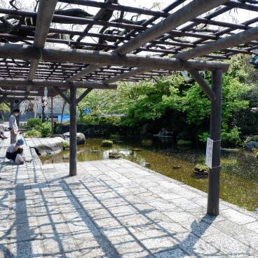 Hana Matsuri au temple Nishiarai Daishi (Tokyo), pergolas de glycines (fujidana)