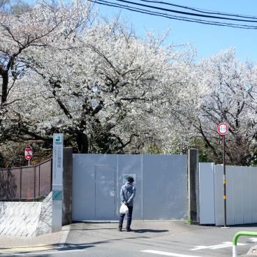Jardin botanique de Koishikawa (Tokyo), vue sur les cerisiers en fleurs depuis la rue