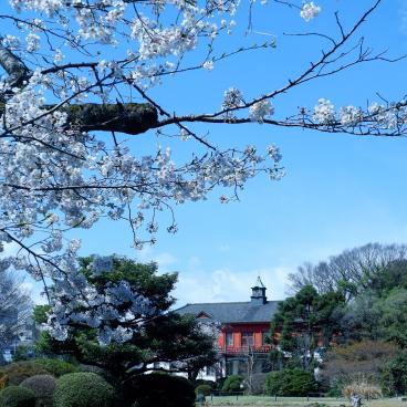 Jardin botanique de Koishikawa (Tokyo), jardin japonais avec vue sur l'annexe du musée universitaire 2