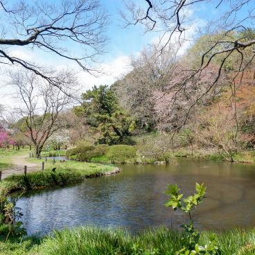 Jardin botanique de Koishikawa (Tokyo), plan d'eau et végétation au printemps