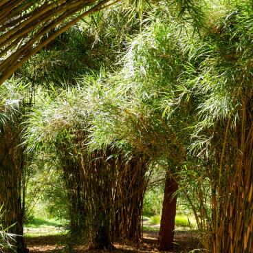 Jardin botanique de Koishikawa (Tokyo), bambous