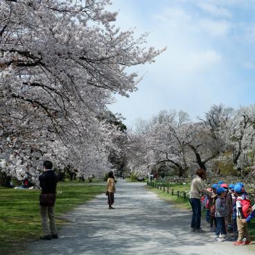 Jardin botanique de Koishikawa (Tokyo), allée aux cerisiers en fleurs au printemps