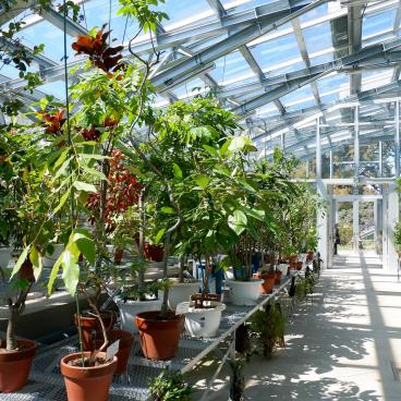 Jardin botanique de Koishikawa (Tokyo), visite d'une des serres du site