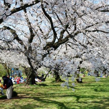 Jardin botanique de Koishikawa (Tokyo), pique-nique sous les cerisiers en fleurs au printemps