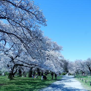 Jardin botanique de Koishikawa (Tokyo), allée aux cerisiers en fleurs au printemps 2