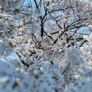 Jardin botanique de Koishikawa (Tokyo), contemplation des fleurs de sakura