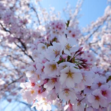 Jardin botanique de Koishikawa (Tokyo), contemplation des fleurs de sakura 2