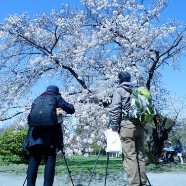 Jardin botanique de Koishikawa (Tokyo), photographes devant un cerisier en fleurs au printemps