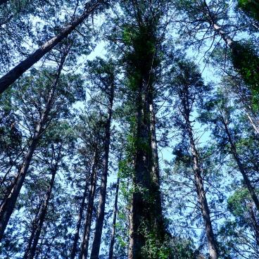 Jardin botanique de Koishikawa (Tokyo), visite de l'espace forestier