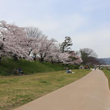 Kamo-gawa (Kyoto), sentier de promenade le long de la rivière avec ses cerisiers en fleurs au printemps