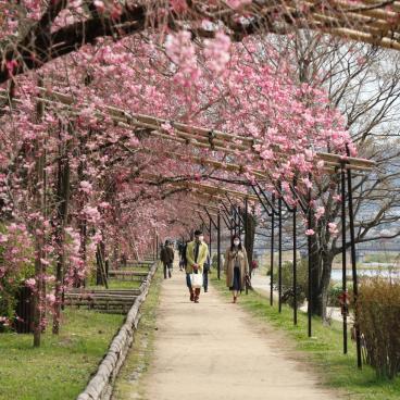 Chemin Nakaragi (Kyoto), tunnel de cerisiers pleureurs pendant la floraison