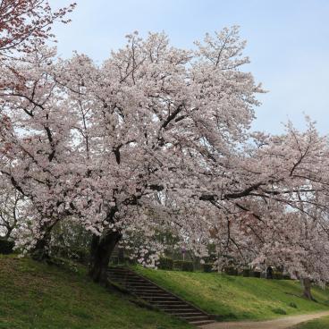 Kamo-gawa (Kyoto), cerisiers en fleurs au bord de la rivière