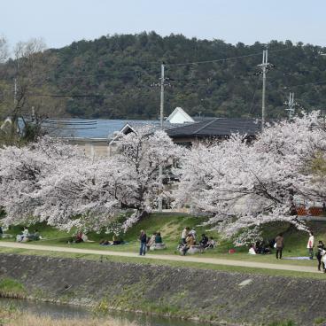 Kamo-gawa (Kyoto), cerisiers en fleurs au bord de la rivière 2