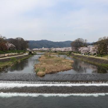 Kamo-gawa (Kyoto), vue sur le lit de la rivière bordée par les cerisiers en fleurs au printemps