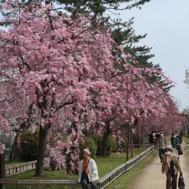 Chemin Nakaragi (Kyoto), début du sentier le long de la rivière Kamo