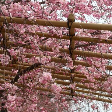 Chemin Nakaragi (Kyoto), sous le tunnel de sakura pleureurs au printemps