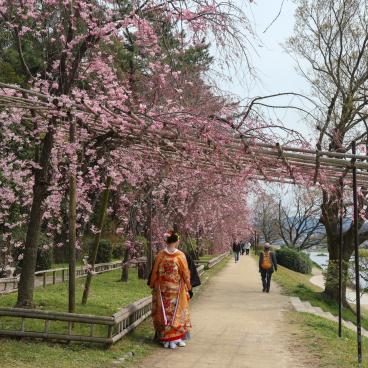 Chemin Nakaragi (Kyoto), séance de photos de mariage traditionnel pendant la floraison des cerisiers pleureurs 