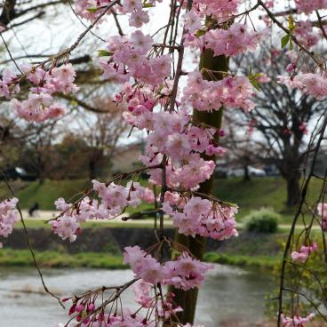 Chemin Nakaragi (Kyoto), fleurs roses de sakura pleureurs