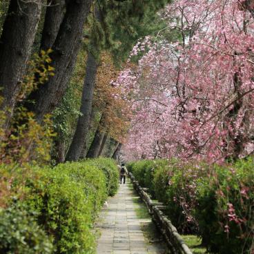 Chemin Nakaragi (Kyoto), sentier parallèle au tunnel de cerisiers en fleurs