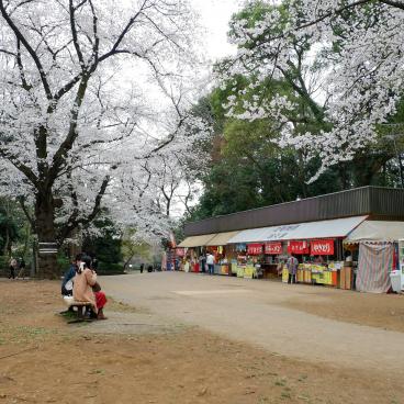Parc d'Omiya (Saitama), étals de commerçants et cerisiers en fleurs au printemps