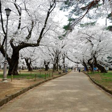 Saitama (Kanto), parc d'Omiya et ses cerisiers en fleurs au printemps