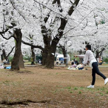 Parc d'Omiya (Saitama), jeu de badminton sous les cerisiers en fleurs au printemps 2