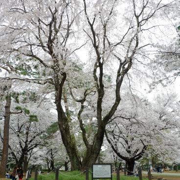 Parc d'Omiya (Saitama), grand cerisier en fleurs au printemps