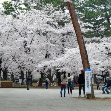 Parc d'Omiya (Saitama), tour de l'horloge sur la place de la liberté et sakura