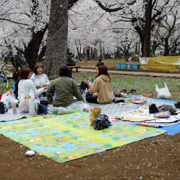 Parc d'Omiya (Saitama), hanami sous les cerisiers en fleurs au printemps 4