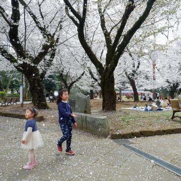 Parc d'Omiya (Saitama), petites filles qui s'amusent sous les cerisiers en fleurs au printemps