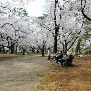 Parc d'Omiya (Saitama), balade sous les cerisiers en fleurs au printemps