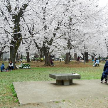 Parc d'Omiya (Saitama), contemplation des cerisiers en fleurs au printemps