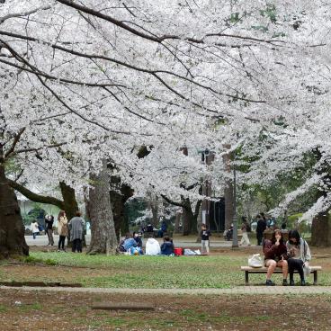 Parc d'Omiya (Saitama), hanami sous les cerisiers en fleurs au printemps