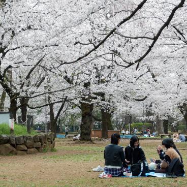 Parc d'Omiya (Saitama), hanami sous les cerisiers en fleurs au printemps 2