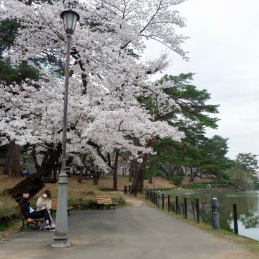 Parc d'Omiya (Saitama), promenade autour du lac avec cerisiers en fleurs au printemps
