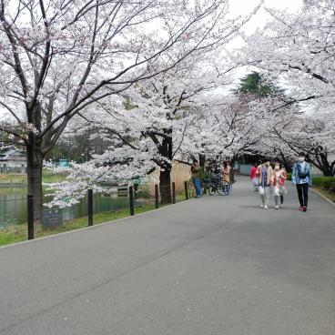 Parc d'Omiya (Saitama), promenade autour du lac avec cerisiers en fleurs au printemps 2