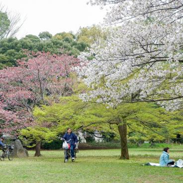 Parc d'Omiya (Saitama), pelouse pour pique-nique et cerisiers en fleurs au printemps