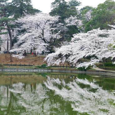 Parc d'Omiya (Saitama), lac et cerisiers en fleurs au printemps